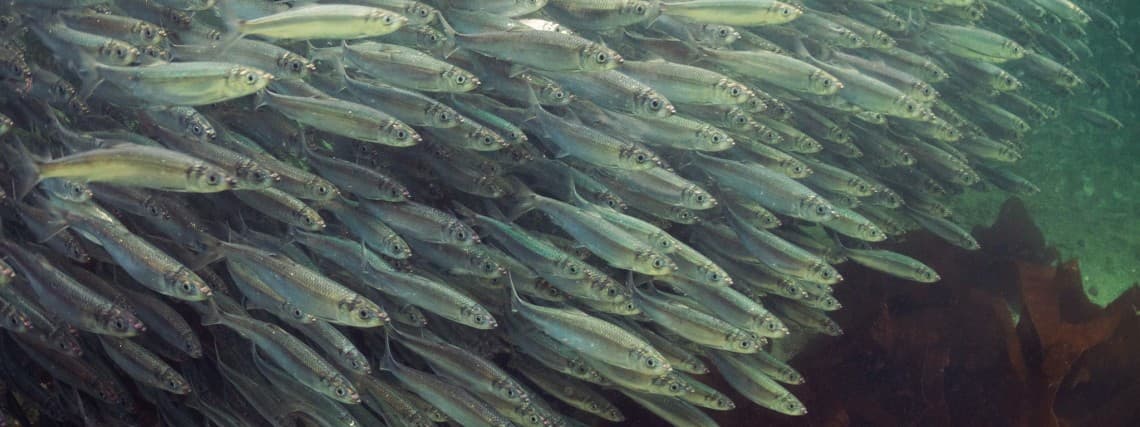 Herring Recovery Enhancement Project Showcase