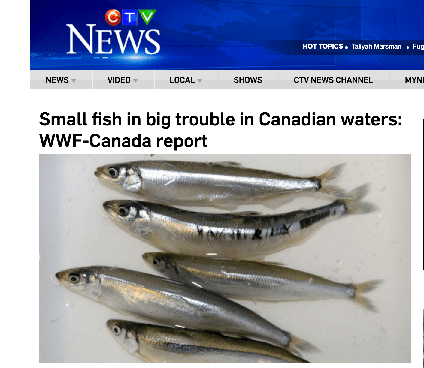 Small fish in big trouble in Canadian waters: WWF-Canada report