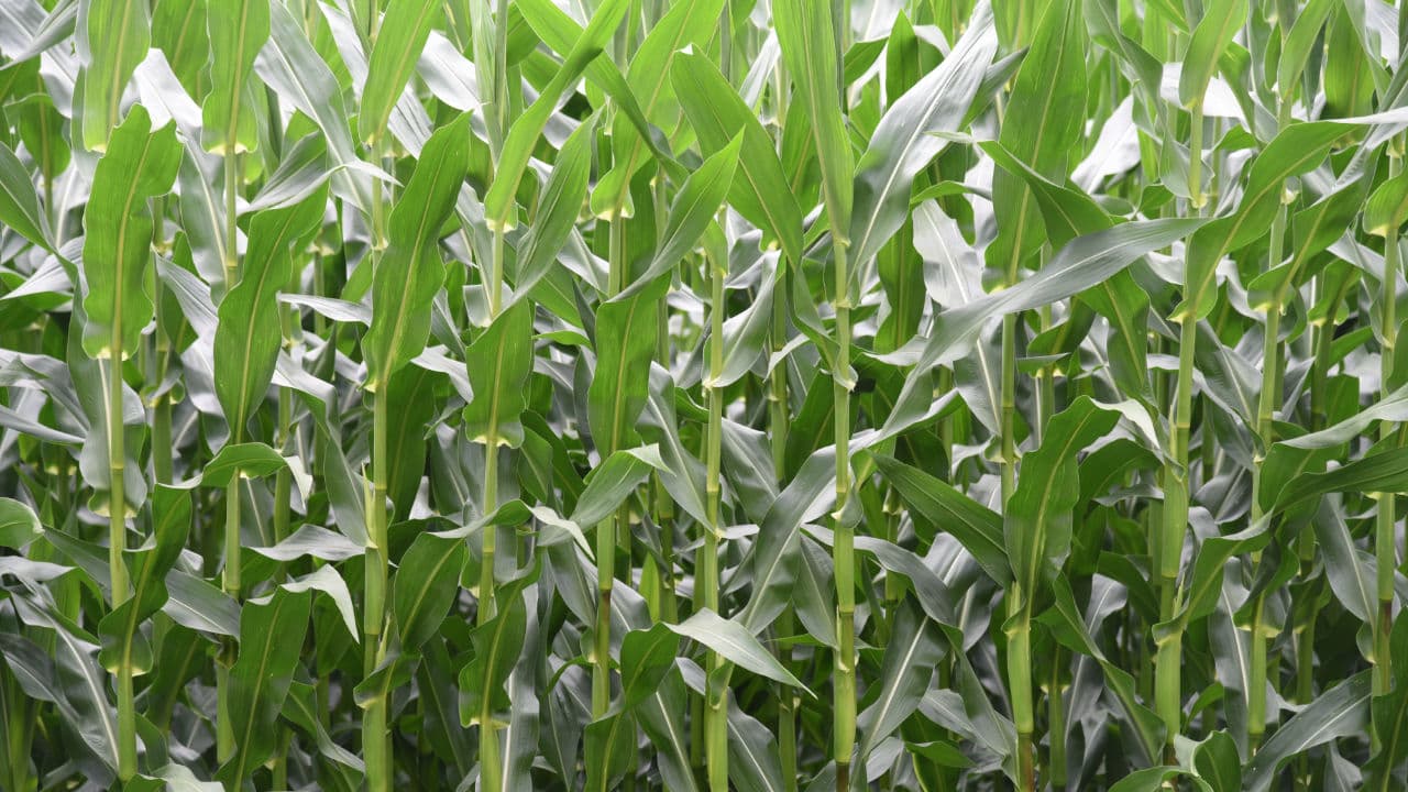 Food and Fuel: A Story of Resilience