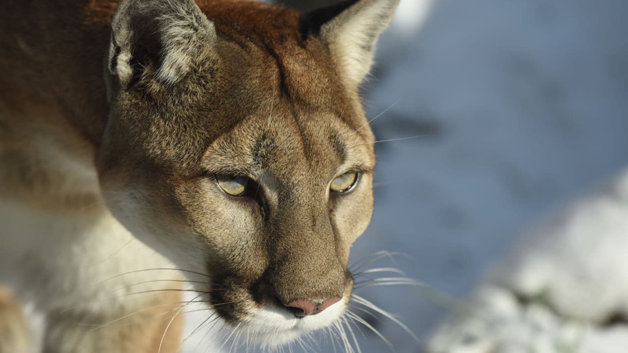 Project Cougar